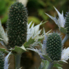 Eryngium giganteum - Miss Willmott's Ghost - Abriachan Nurseries